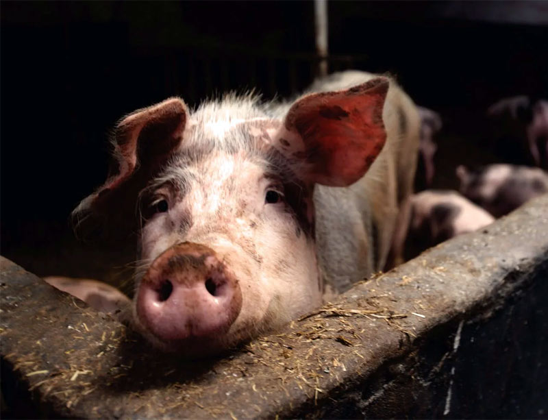 В столице Башкирии обнаружили колбасу с геном африканской чумы свиней