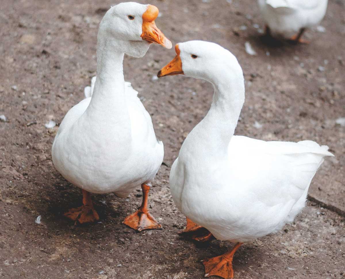 В Башкирии от птичьего гриппа погибли около 14 тысяч гусей