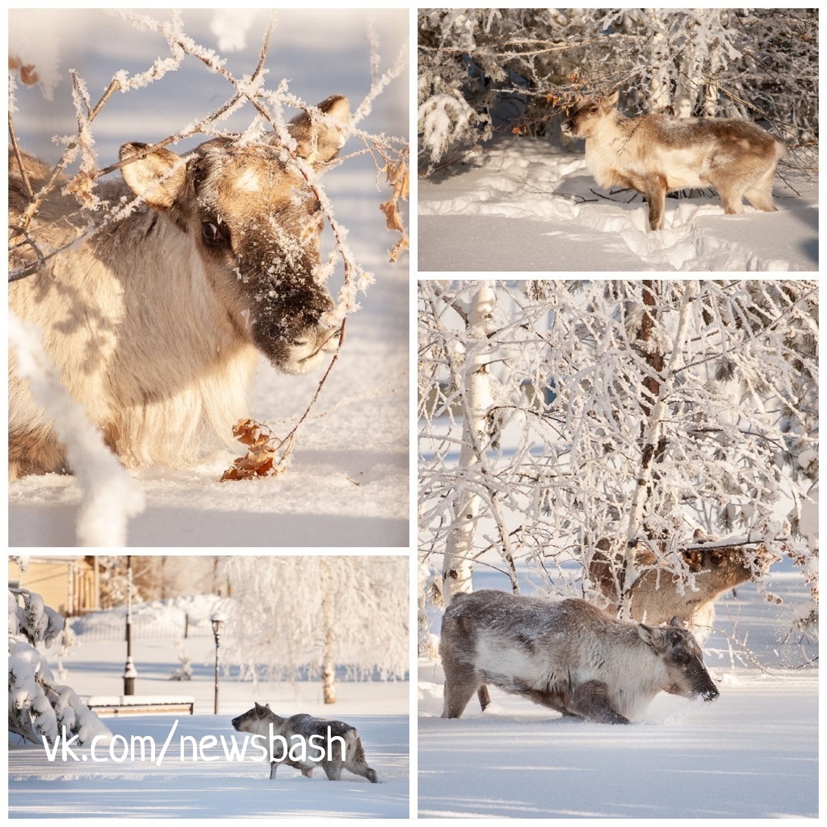 В Зилаирском районе Башкирии поселились 4 северных оленя