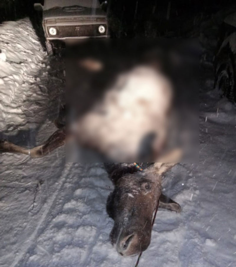 В Дюртюлинском районе Башкирии браконьеры застрелили лося