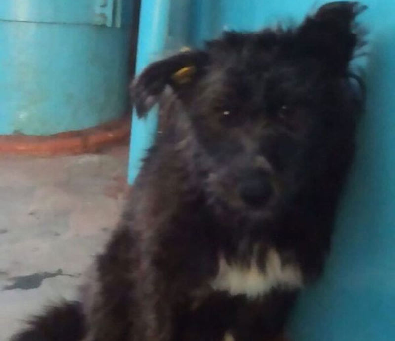 В Башкирии умерла собака изнасилованная зоофилом