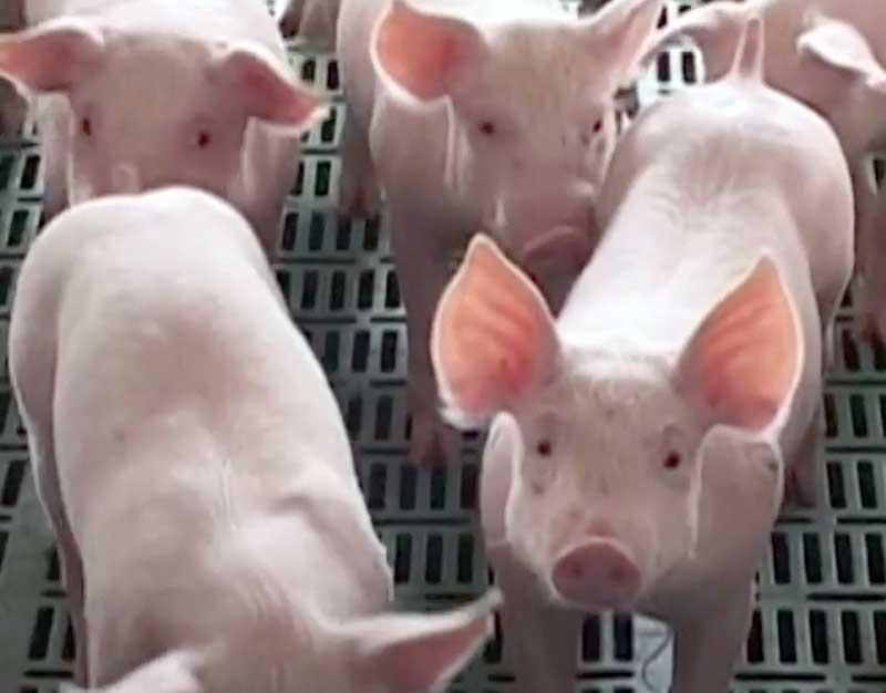 В Башкирии не поддержали идею запрета разведения свиней в частном подворье