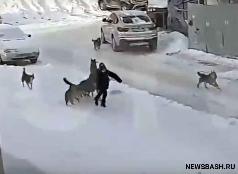 В Уфе, после нападения беспризорных собак на ребенка, отловили 12 уличных собак