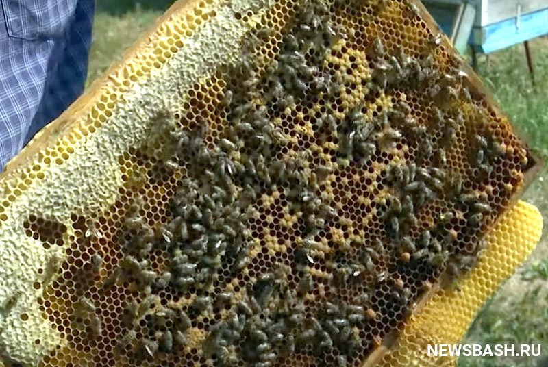 В Башкирии  прокуратура  проверит пчел-мигрантов