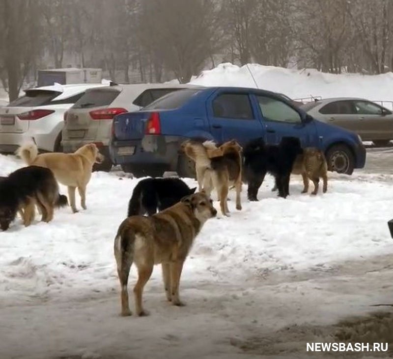 Жители Башкирии пожаловались на крупную стаю бродячих собак