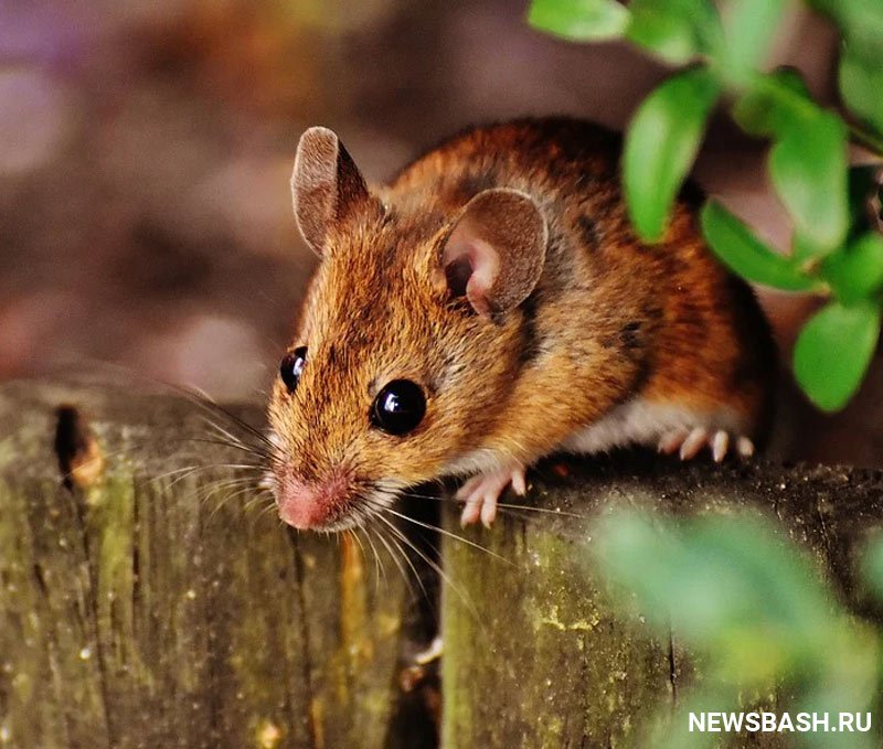 В Башкирии в 4 раза выросла заболеваемость мышиной лихорадкой
