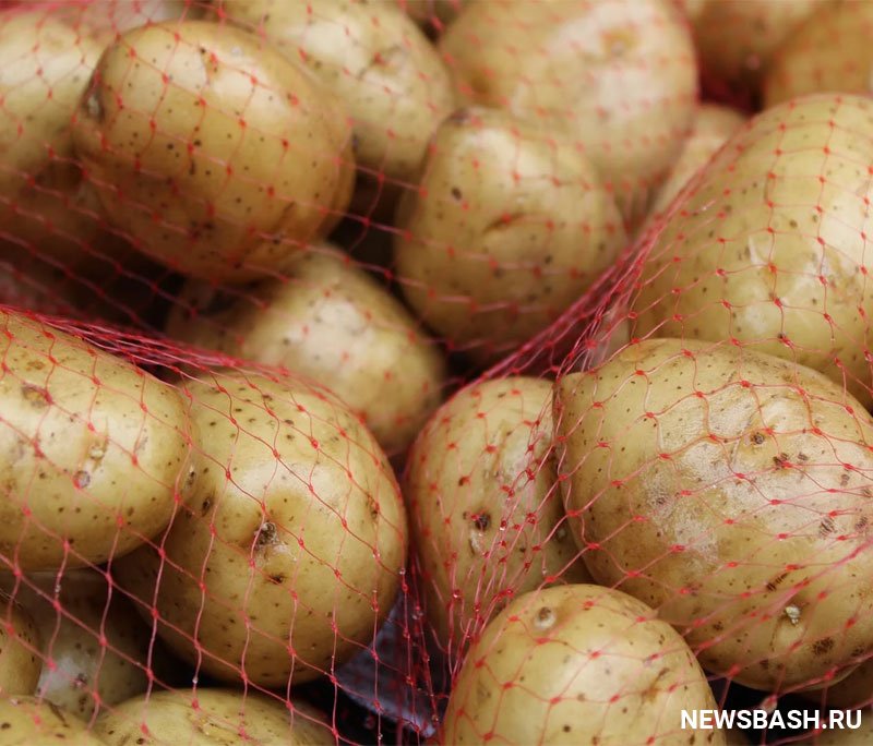 Жители Башкирии планируют увеличить объемы выращивания картофеля