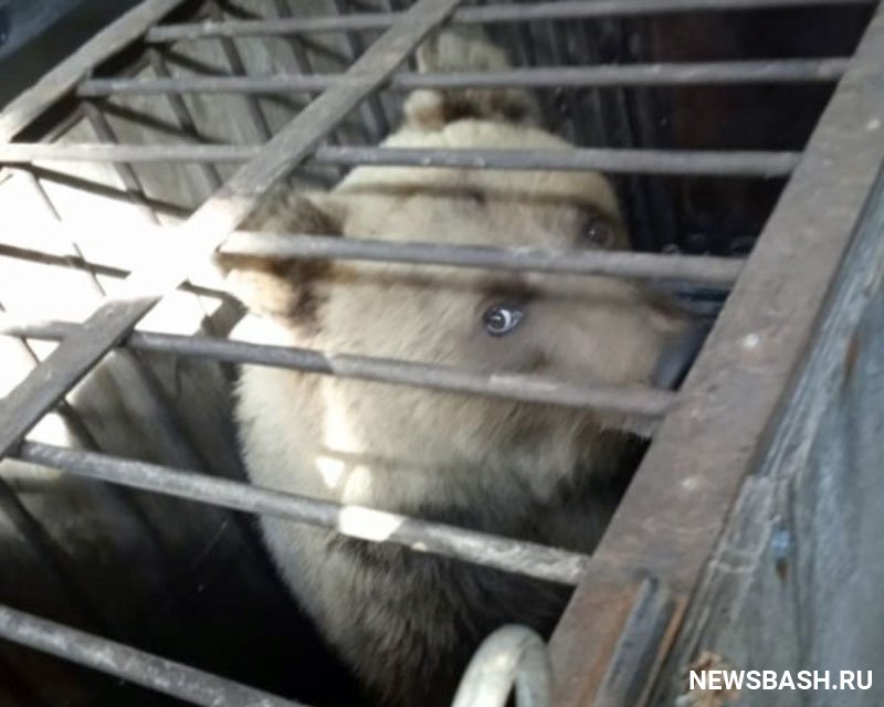В Башкирии в окрестностях горнолыжного центра поймали медвежонка