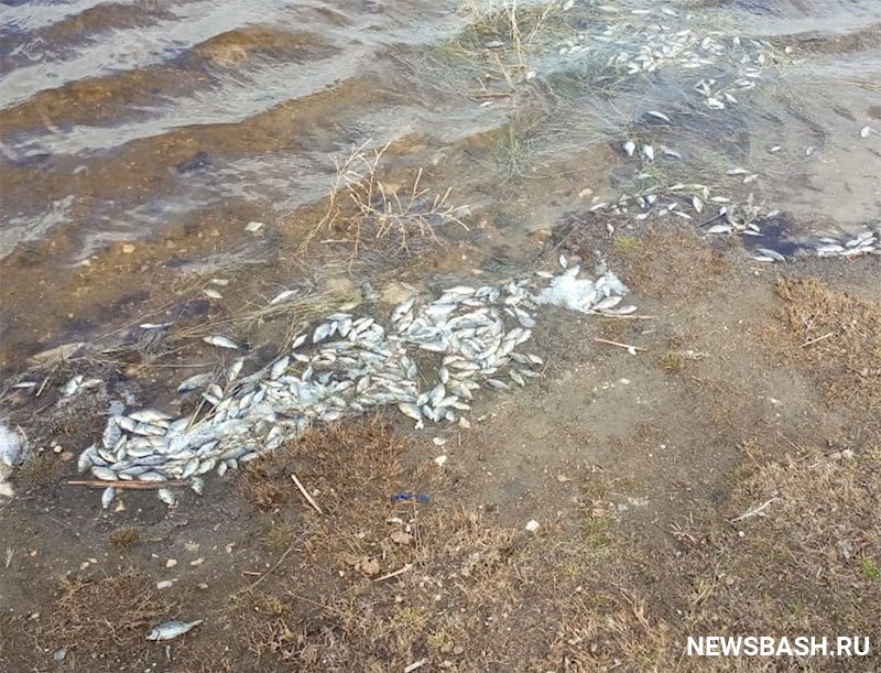 В одном из водоемов Башкирии зафиксировали массовую гибель рыбы