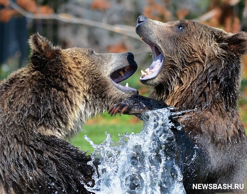 В Башкирии вышли из спячки медведи-каннибалы