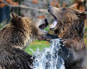 В заповеднике Башкирии медведь съел сородича