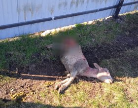В Башкирии бродячие собаки загрызли четырех барашек