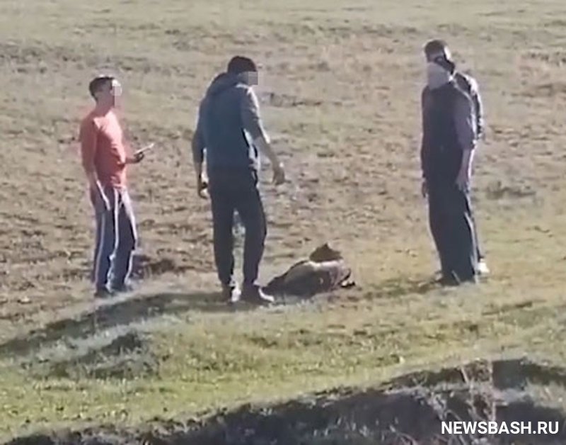 В Башкирии неравнодушные люди помогли выбраться жеребенку из болота