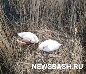 Жители Башкирии потребовали от полицейских найти браконьеров ранивших лебедя