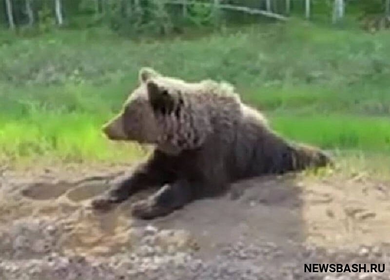 В Башкирии бурый медведь указал путнику дорогу до Уфы (видео)