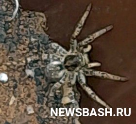 Нашествие гигантских ос и жутких пауков: Из-за жары в Центральную Россию пошли полчища ядовитых южных насекомых