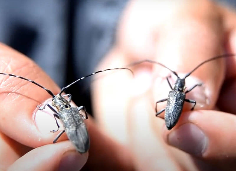 В  Башкирии ввели карантин из-за нашествия опасных насекомых