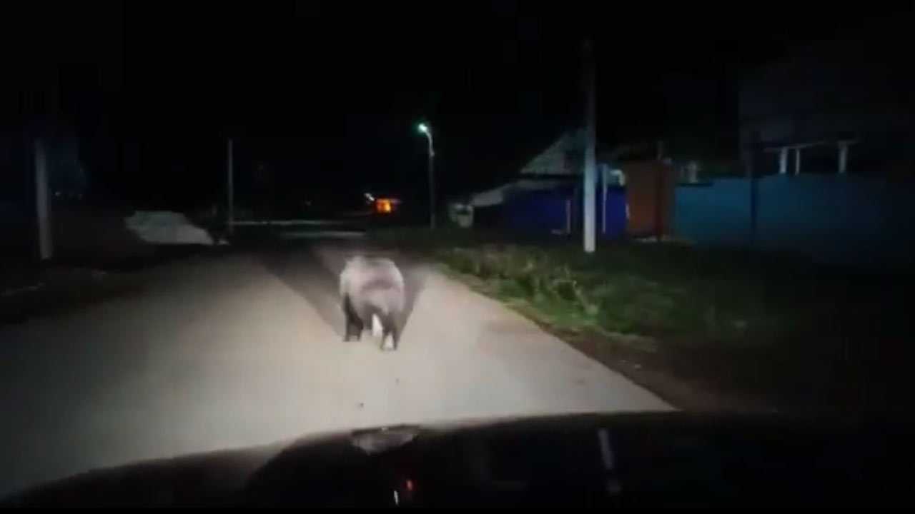 В Мишкинском районе Башкирии по улице гулял медведь