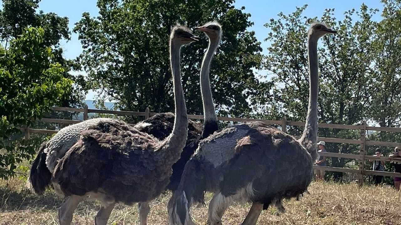 В Башкирии с фермы под горой Торатау сбежал страус