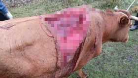 В Ишимбайском районе Башкирии медведь растерзал отбившуюся от стада корову