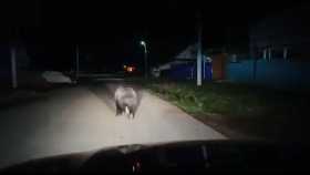 В Мишкинском районе Башкирии по улице гулял медведь