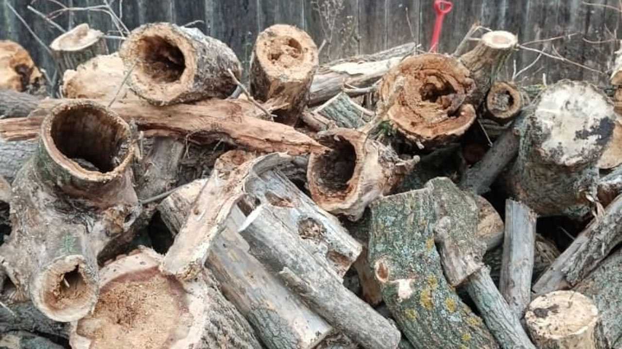 В Альшеевском районе Башкирии матери мобилизованного привезли в качестве помощи гнилые дрова