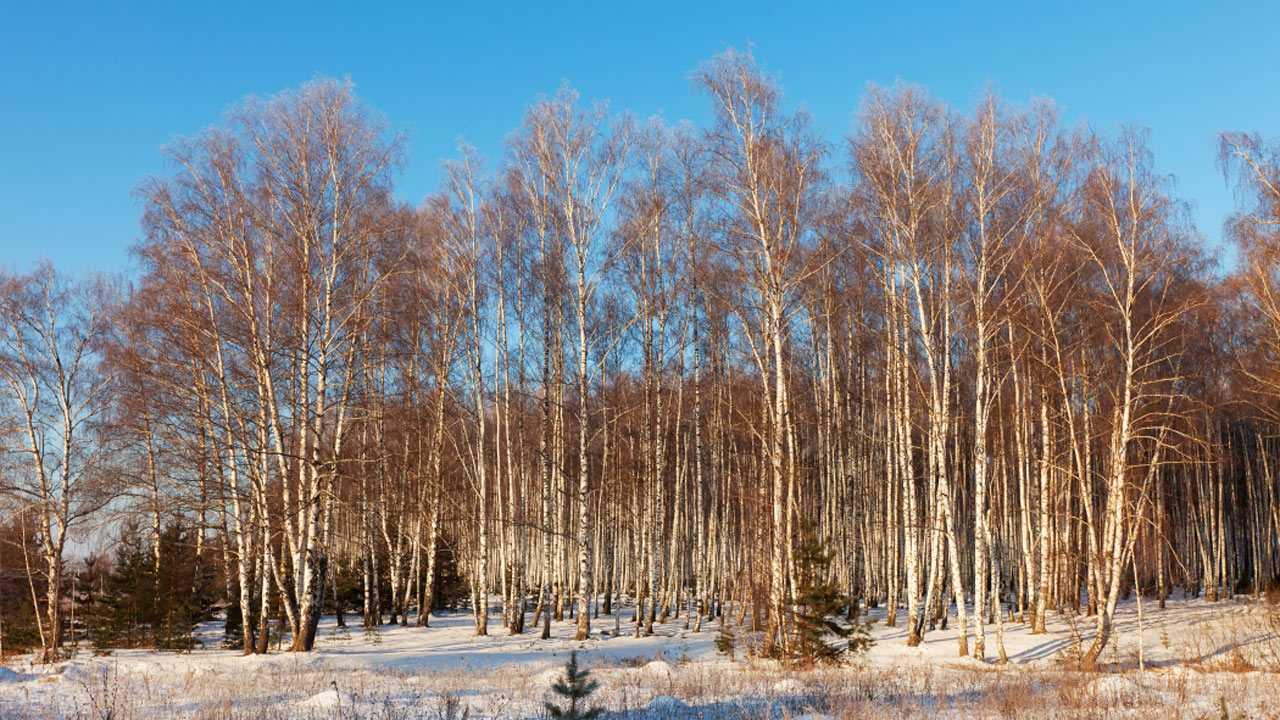 Погода в Башкирии 5 ноября 2022 года: снегопады и заморозки до -14°