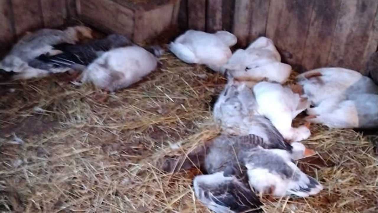 В Шаранском районе Башкирии неизвестный зверь пробрался в хлев и выпил кровь 12 птиц