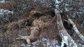В Кигинском районе Башкирии неизвестные убили медведицу и трех медвежат