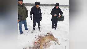 В Шаранском районе Башкирии браконьеры подстрелили косулю