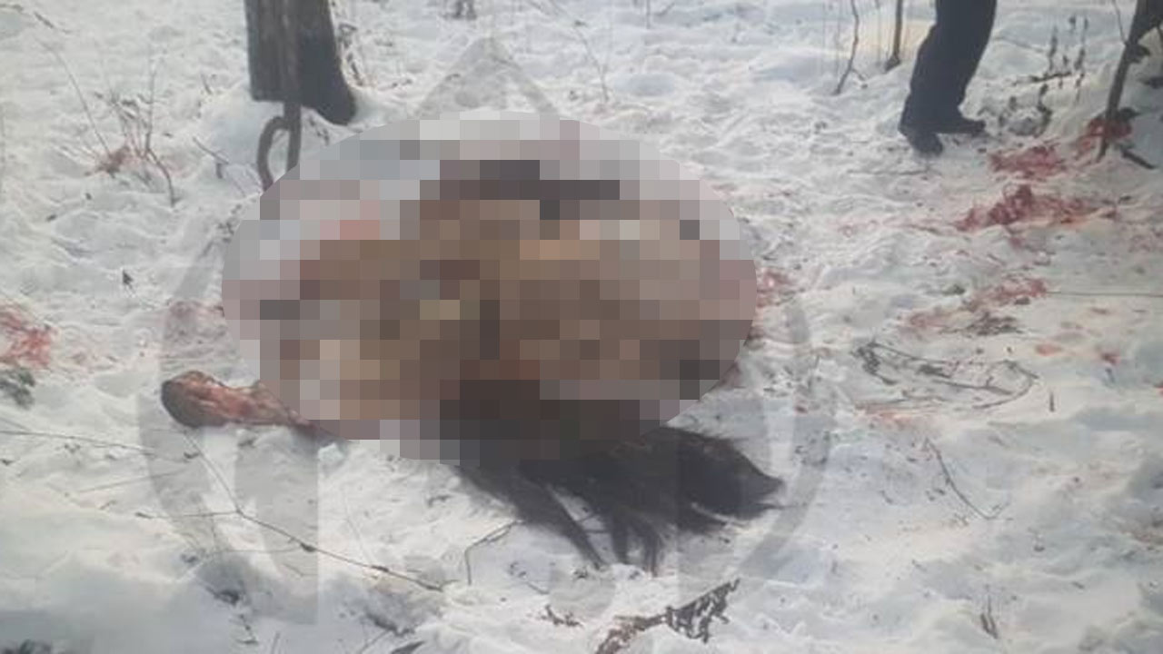В Иглинском районе Башкирии нашли мертвыми украденных из фермы лошадей