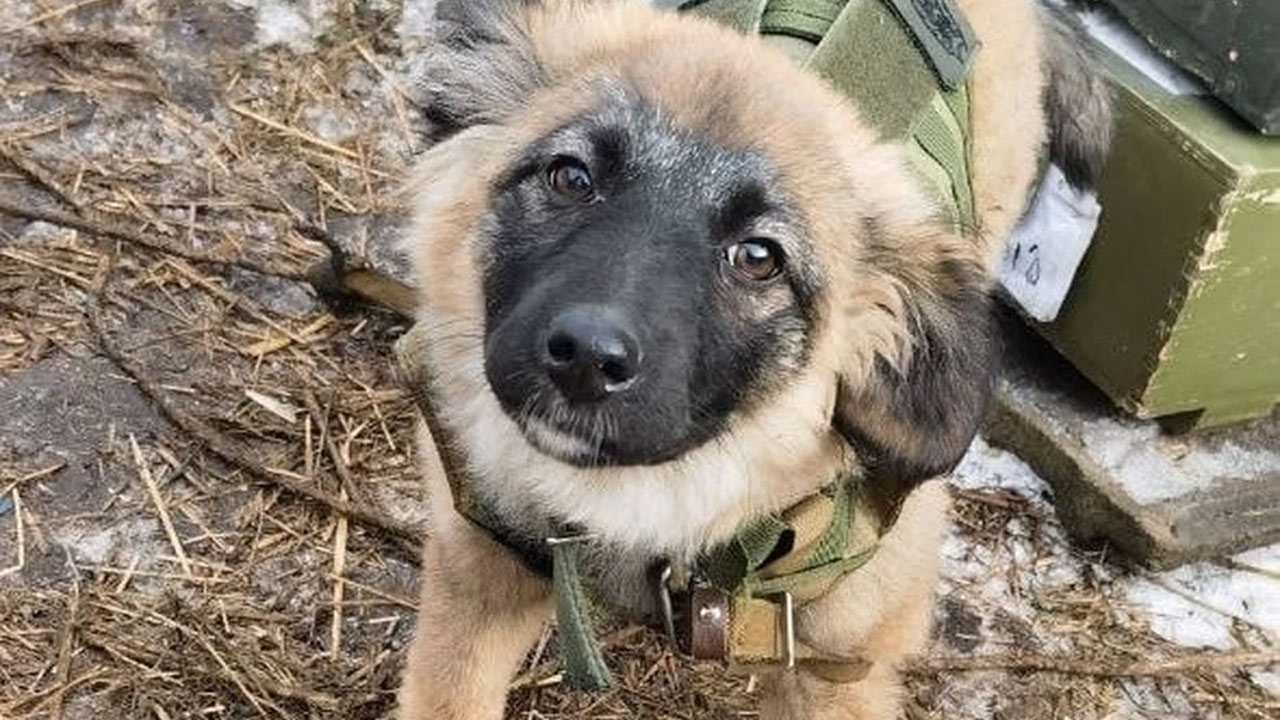 Бойцы батальона Шаймуратова из Башкирии в зоне СВО приютили собаку