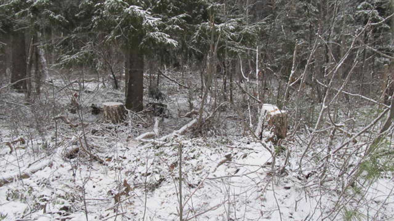 В Уфе спасатели нашли в лесу замерзающего мужчину