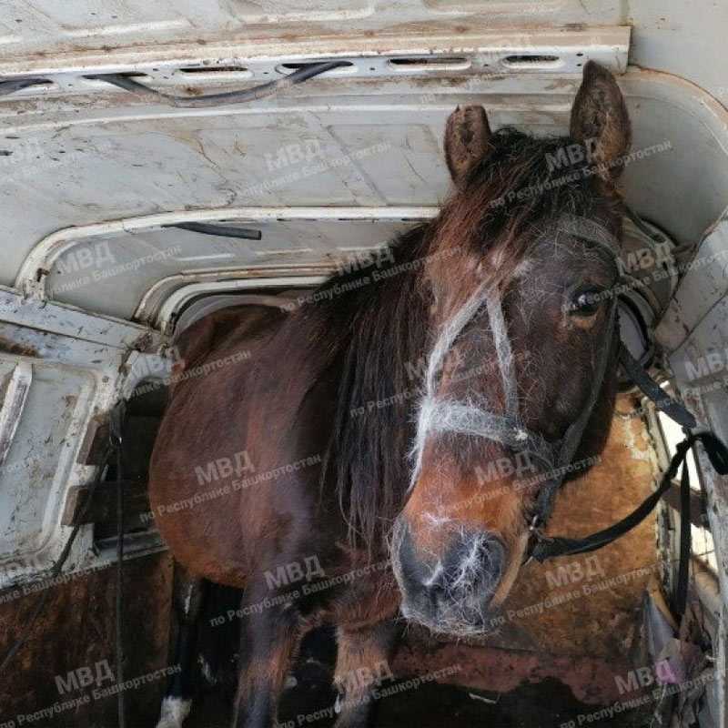 Житель Оренбургской области похитил лошадей в Башкирии