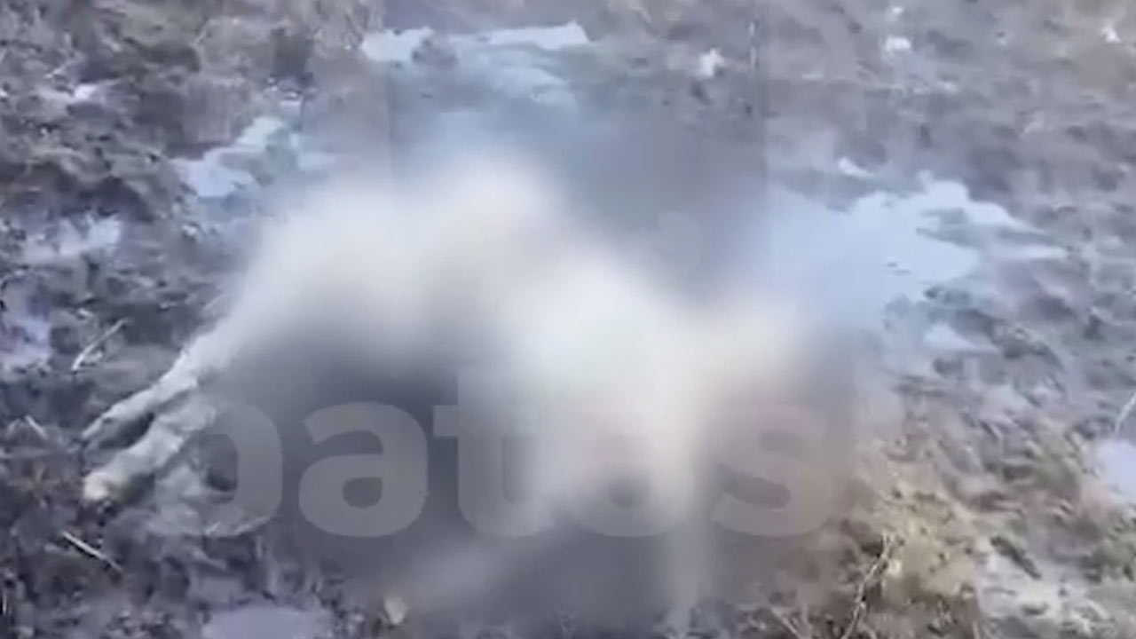 В одном из городов Башкирии стаи бродячих собак начали грызть мелкий домашний скот (ВИДЕО)