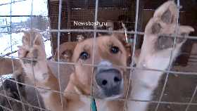 В Башкирии приняли закон о господдержке частных приютов для животных