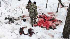 В Башкирии браконьеры убили беременную лосиху и двух лосят