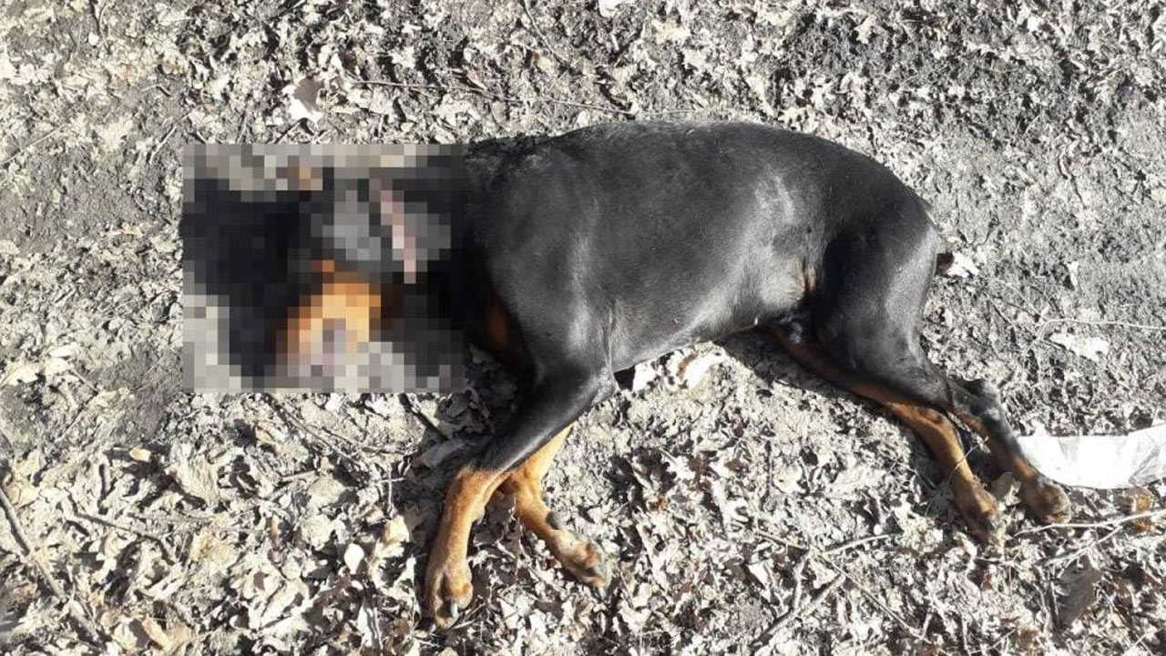 В Башкирии ударом тока убило собаку