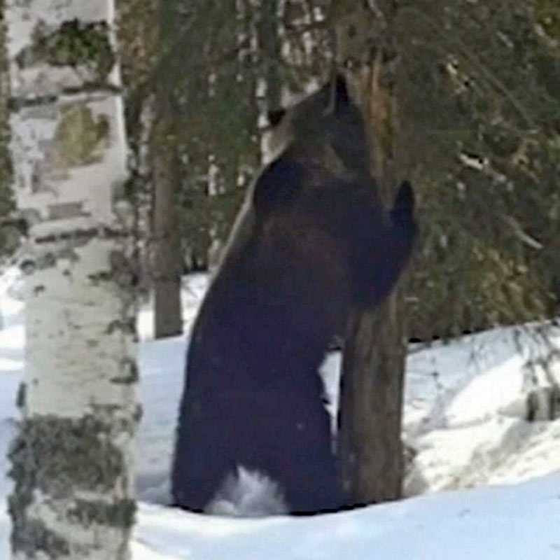В Башкирии на видео попал проснувшийся медведь