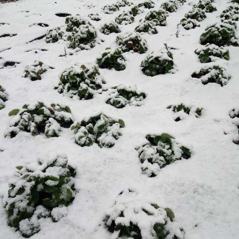 В южных районах Башкирии с утра выпал снег (ВИДЕО)