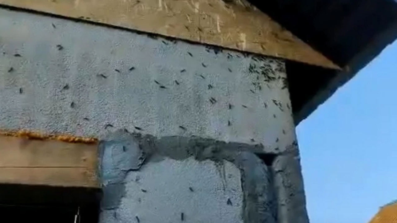 В Башкирии жители пожаловались на нашествие гусениц