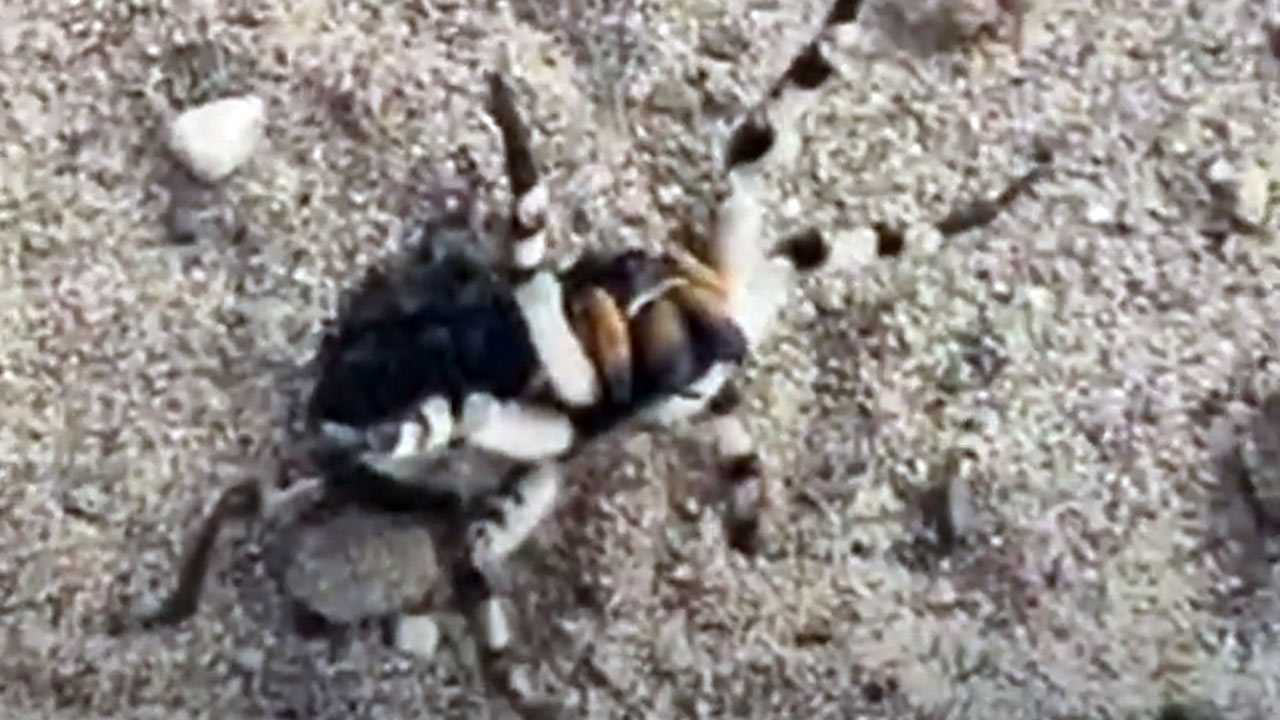 Жители Уфы сняли на видео огромного паука (видео)