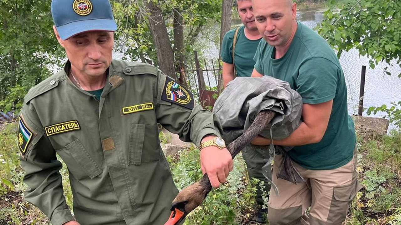 В Башкирии спасатели помогли испачканному в нефти лебедю