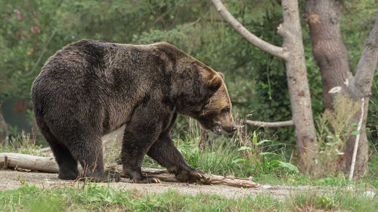Жителей Башкирии предупредили об опасности нападения медведей