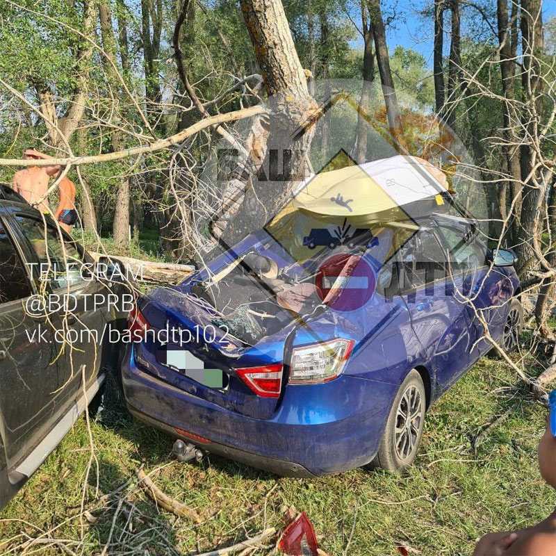 В Башкирии на берегу озера упавшее дерево повредило 3 автомобиля