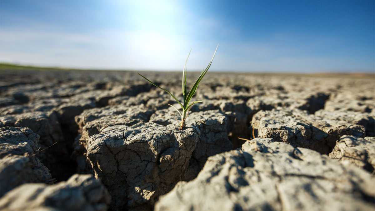 В Башкирии ввели режим ЧС из-за засухи и гибели посевов