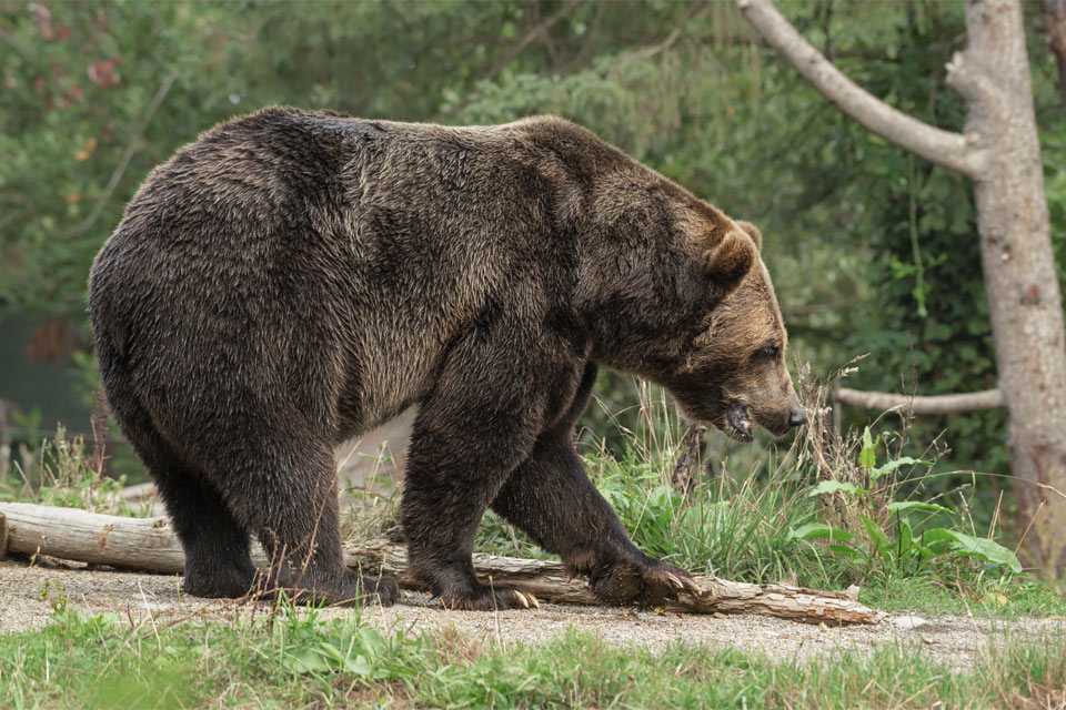 Медведь напугал группу туристов в Башкирии