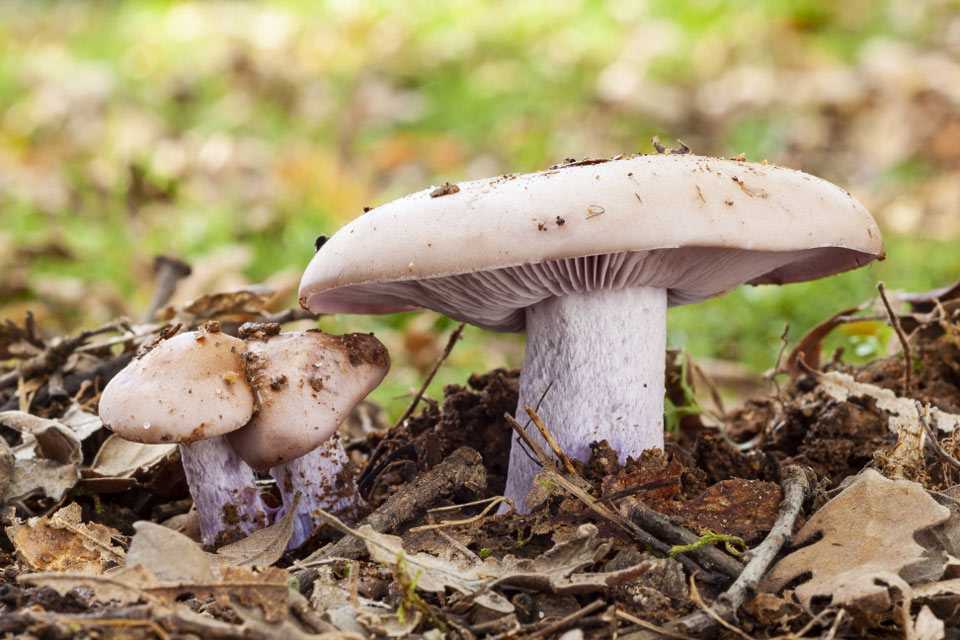 Что делать при отравлении грибами: советы миколога