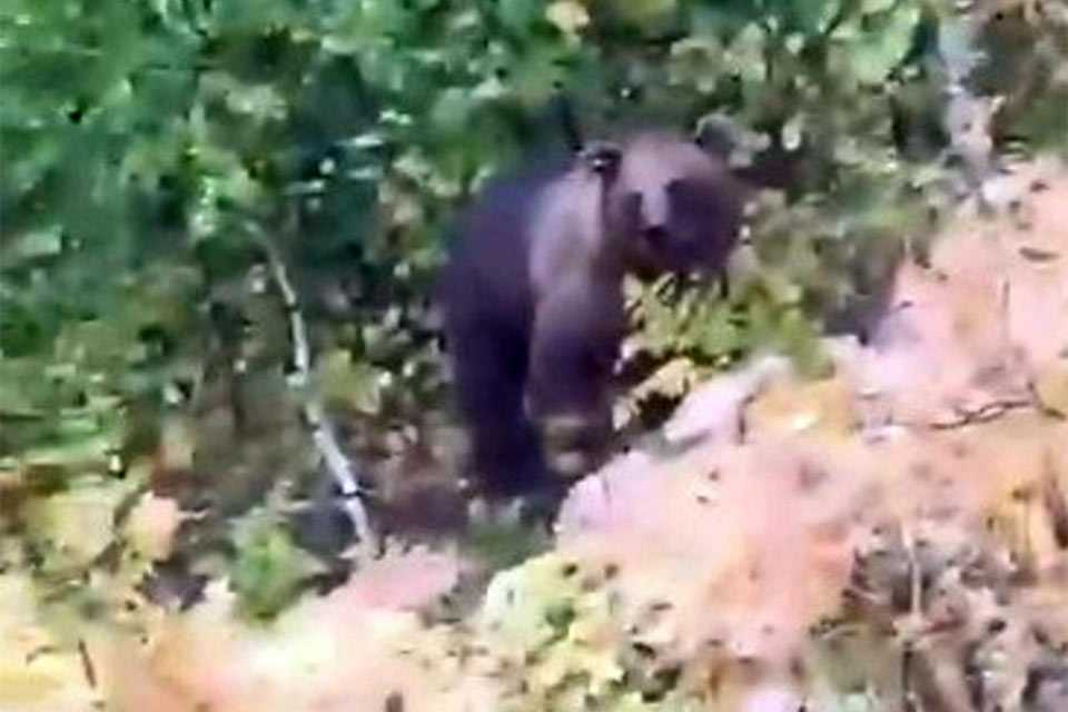 В Башкирии медведь напал на корову (ВИДЕО)
