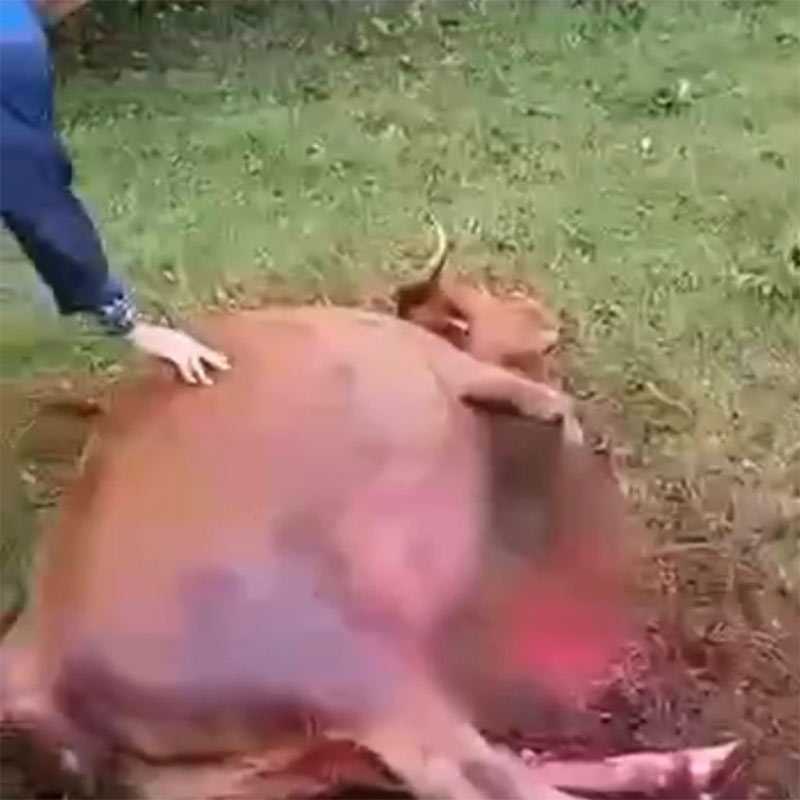 В Ишимбайском районе Башкирии медведь  напал на корову (ВИДЕО)